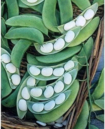 Burpee Improved Bush Lima Bean Seeds (25+ Seeds)