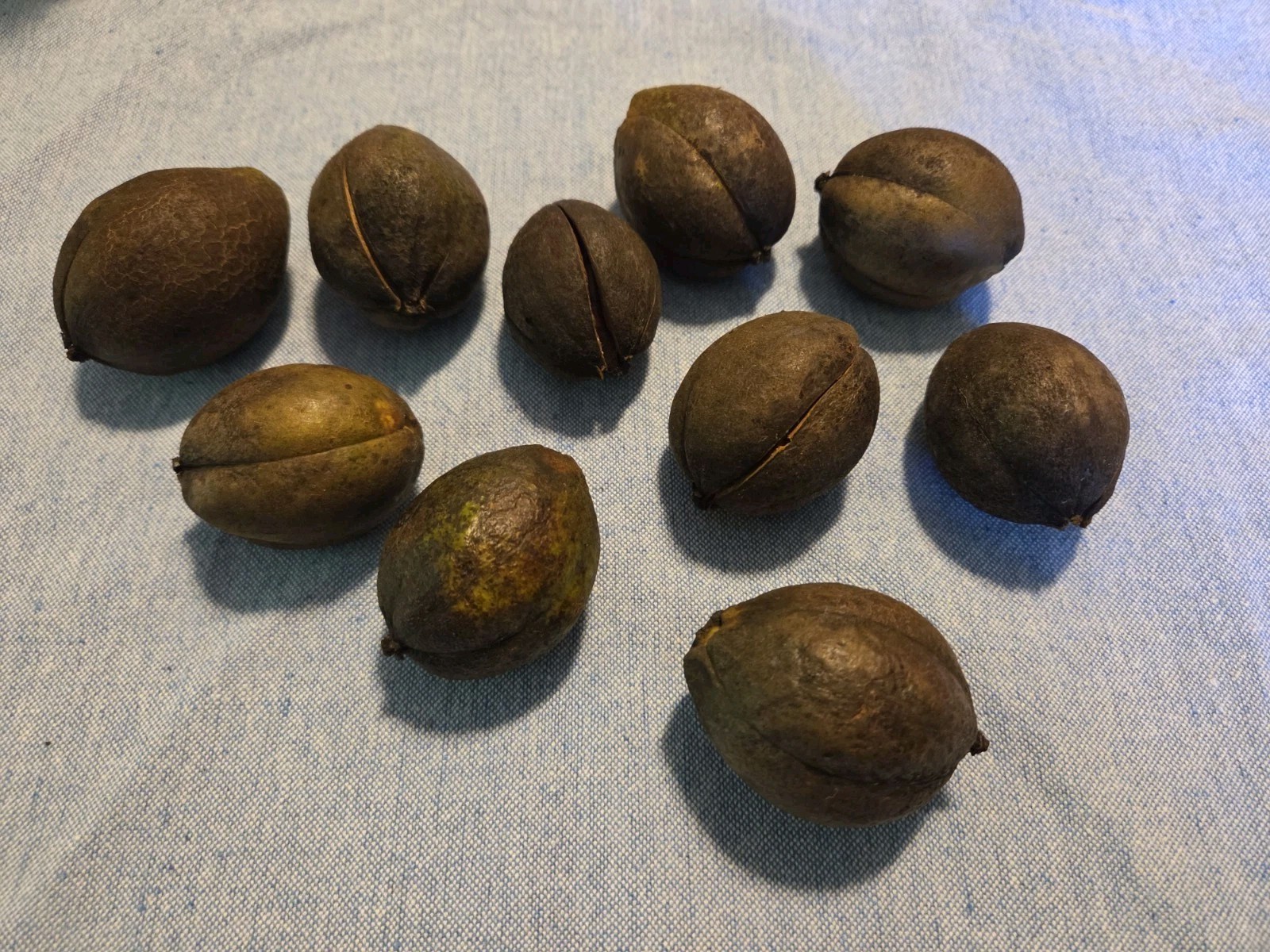 Hickory Nuts Lot of 10, Seed, Fall Decorating, Natural Animal Food