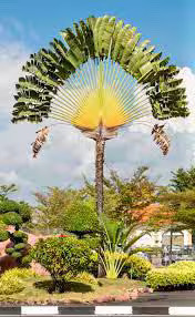 Traveler’s Palm Seeds ~ Ravenala Madagascariensis ~ Unique ~ Rare ~ Palm Tree ~