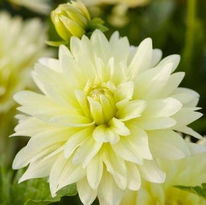 1 “Berliner Lemon” Decorative Dahlia – Large Size #1 Bulb – US Seller