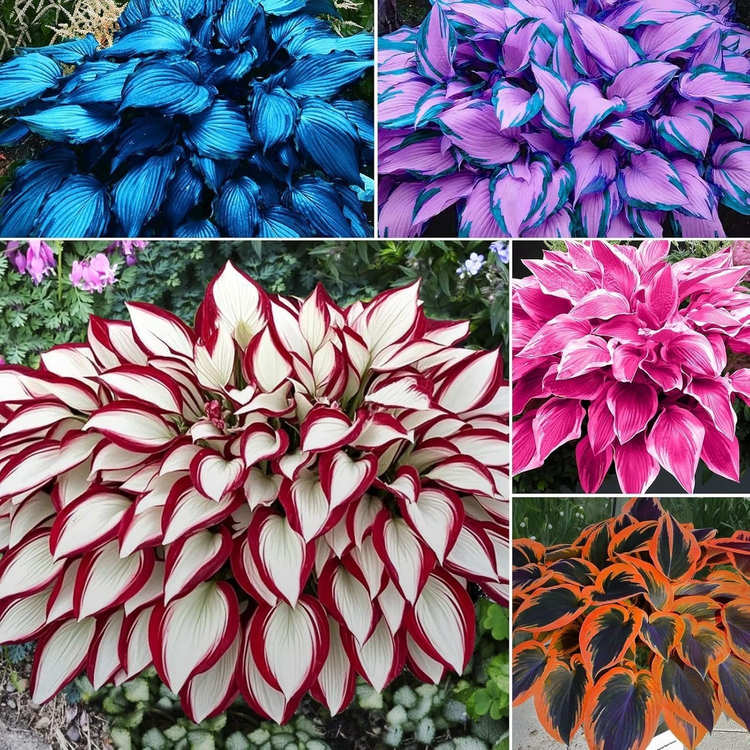 Vibrant Mixed Colour Hosta Seeds – 100pcs Perennial for Low Maintenance Gardens