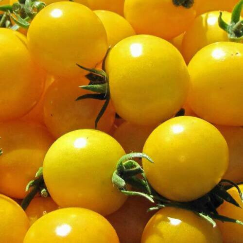 SCARBOROUGH SEEDS Gold Nugget Cherry Tomato Seeds 100 SEEDS – Non-GMO Yellow