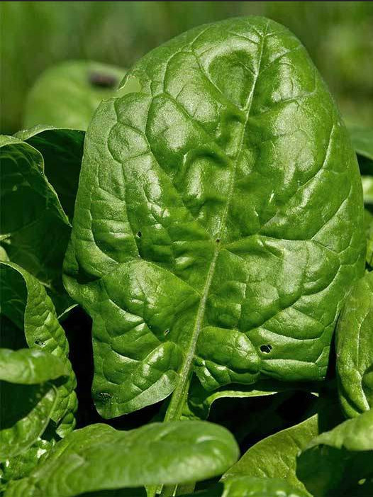 Giant Noble Spinach Seeds | NON-GMO | Heirloom Mai’s Family