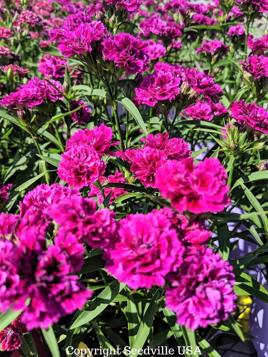 50 MAGENTA CARNATION Dianthus Caryophyllus Chabaud Flower Seeds *Comb S/H