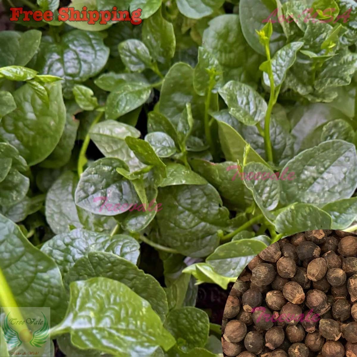 Green Malabar Spinach Seeds | Malabar Spinach, Vine Spinach | NON-GMO
