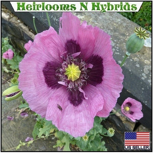 20,000 Stratified Hungarian Papavaer Somniferum Organic Poppy Seeds For Planting