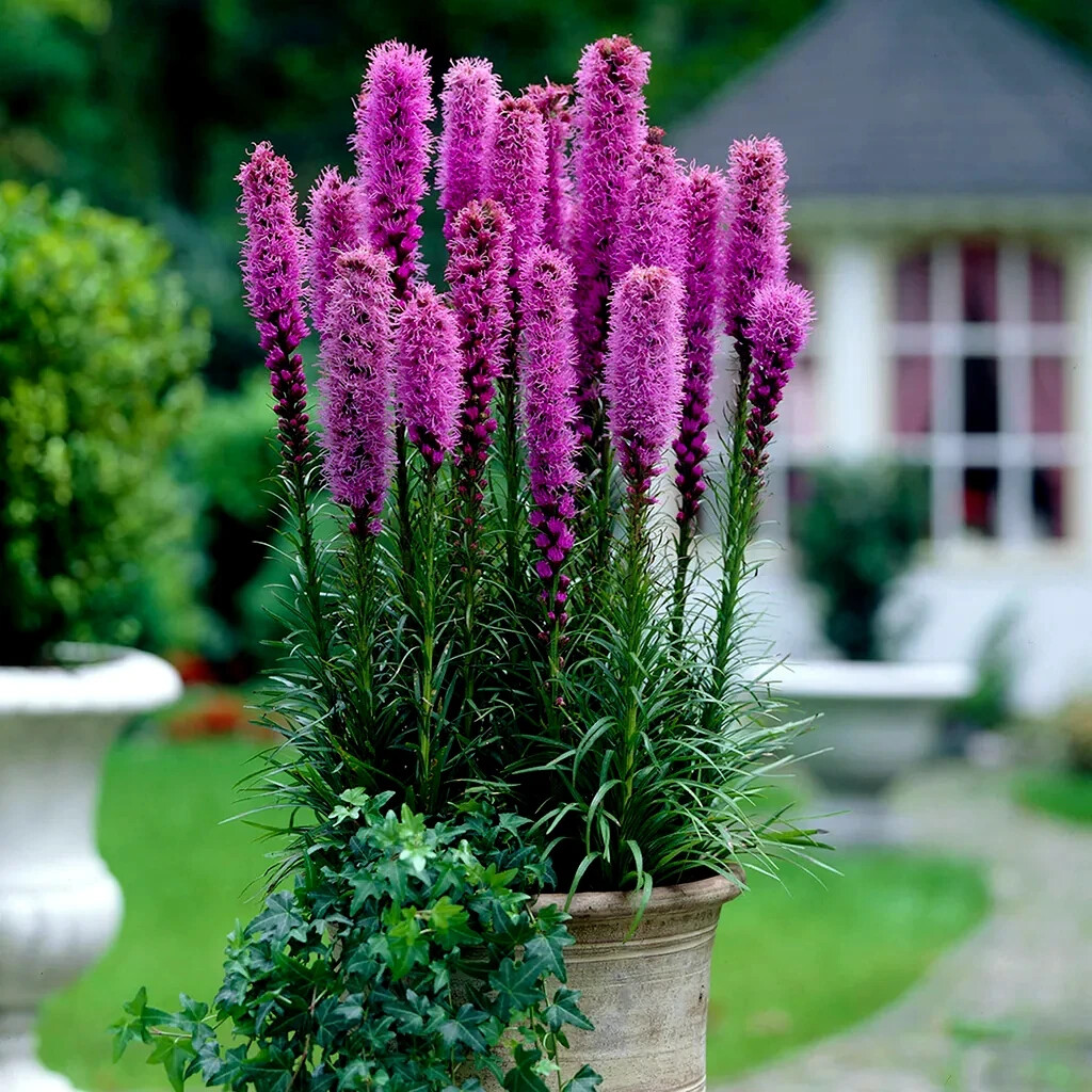 50 PURPLE BLAZING STAR FLOWER SEEDS Liatris spicata Cold Hardy-3 Butterfly Plant
