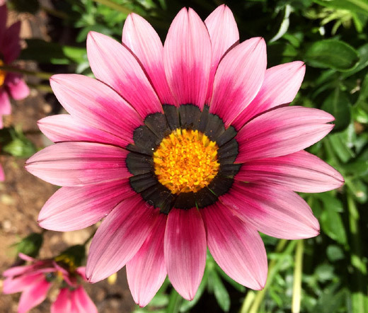 GAZANIA GARDEN LEADER PINK Gazania Rigens – 100 Bulk Seeds