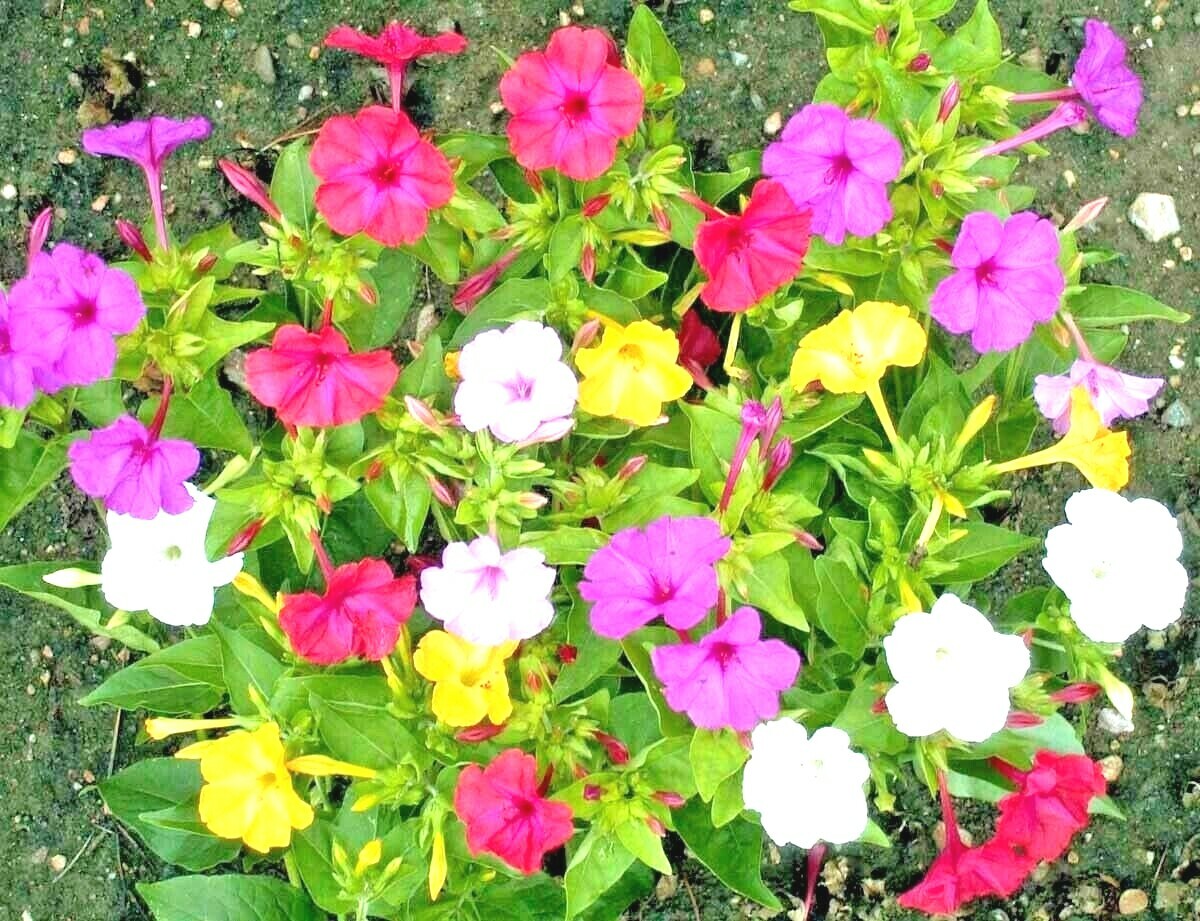 40+FOUR O CLOCK MIX Seed Wildflower Pollinators Fragrant Night Blooms Perennial