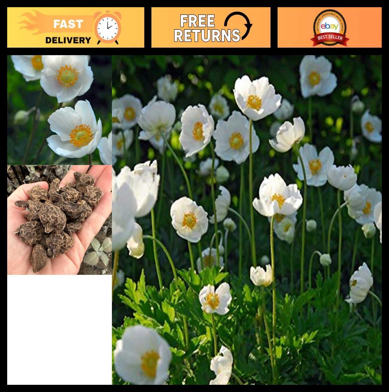 12 Pack Anemone Coronaria ‘The Bride’ Bulbs – Easy Grow White Spring Flowers