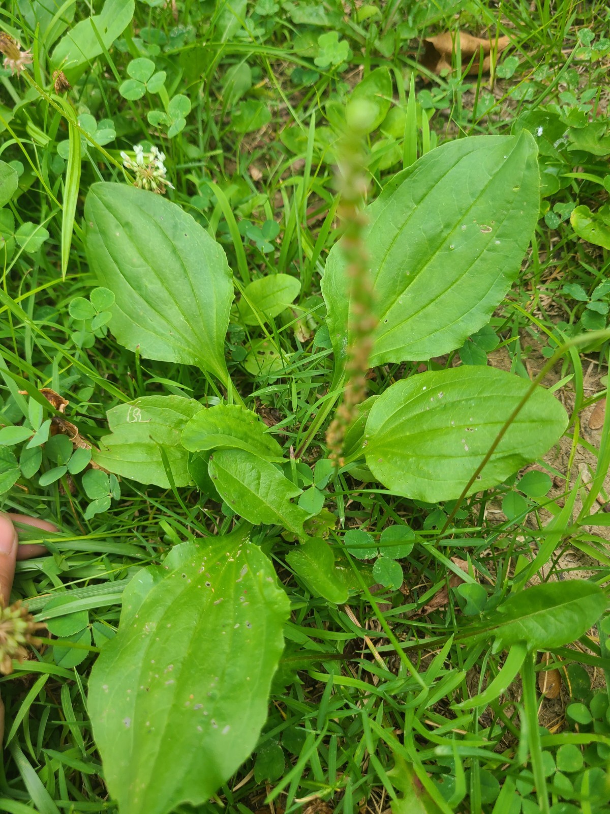 10 Rooted 5″ Plantago Plantain Broadleaf