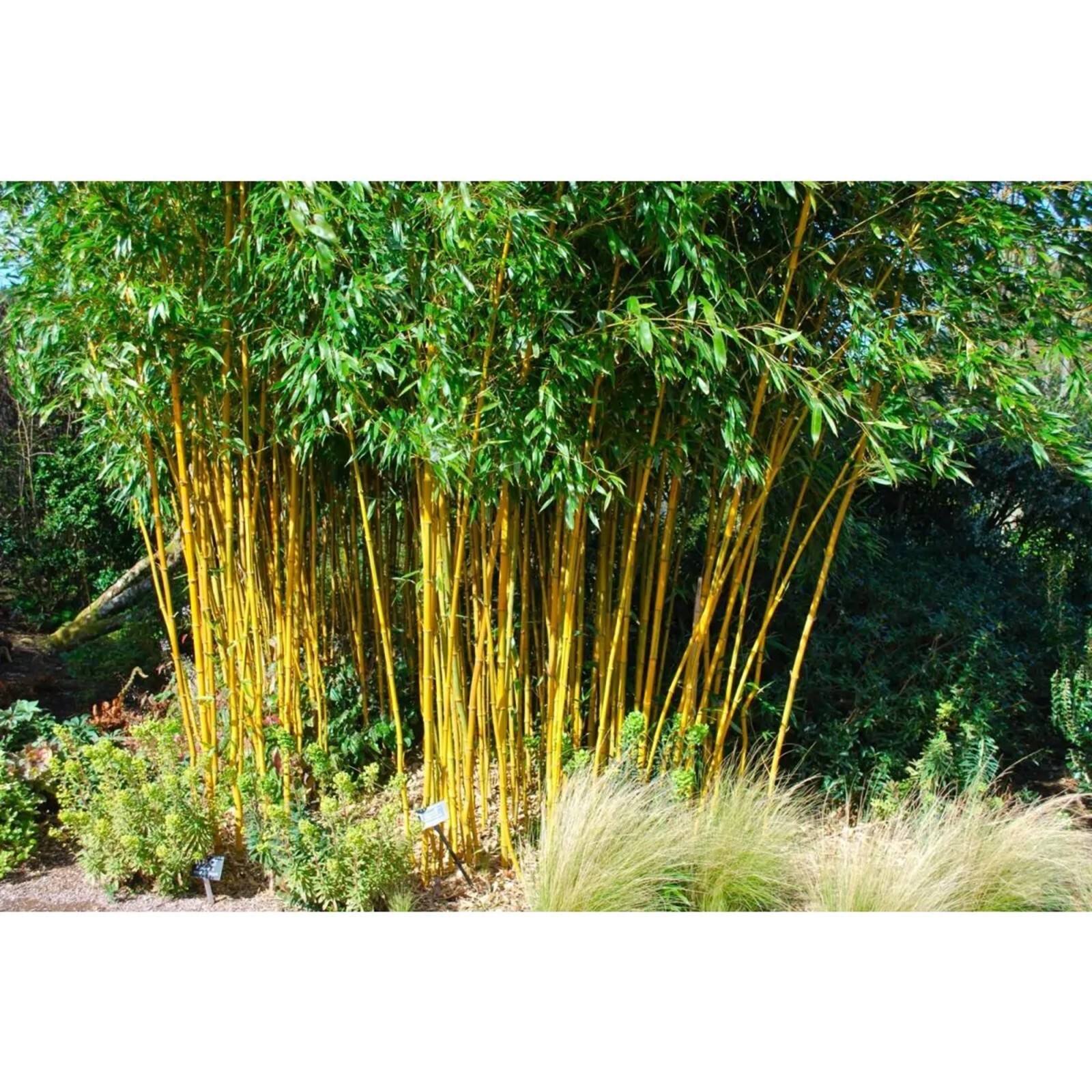 100 Aureoculis Bamboo Seeds Perennial Ornamental Seed Privacy Shots US SELLER