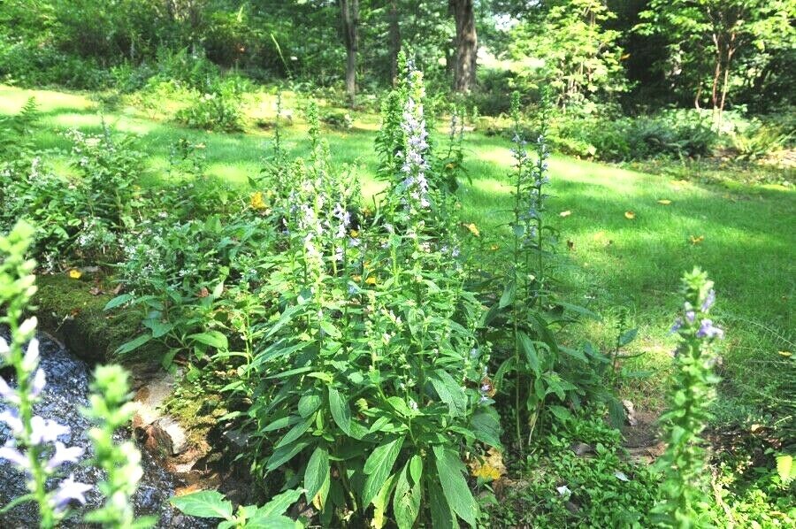 300+GREAT BLUE LOBELIA Seeds Native Wildflower Poor Soils Shade Garden Heat Cold