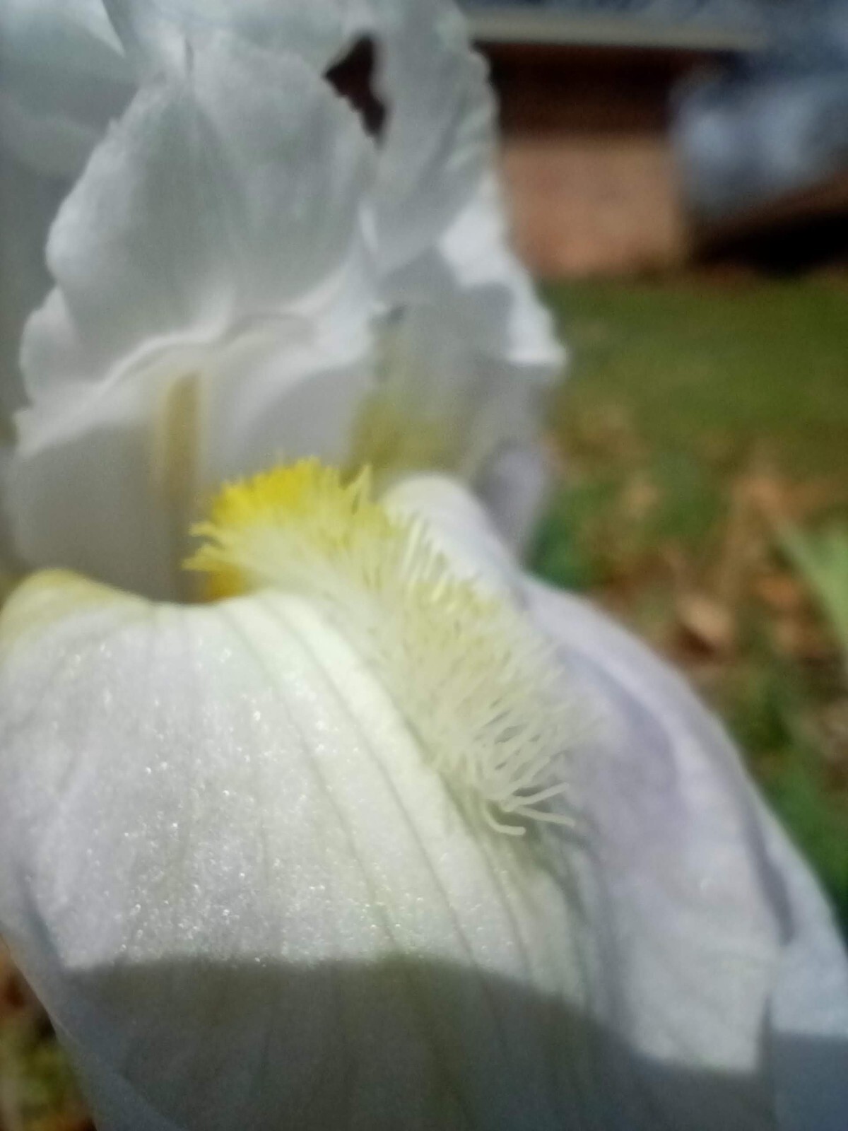 (10) WHITE TALL BEARDED IRIS RHIZOME LIVE ROOT GARDEN PLANTS LOVE SPRING FLOWERS