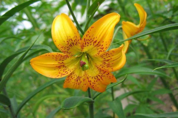 Lilium amabile var. luteum | 10 Seeds