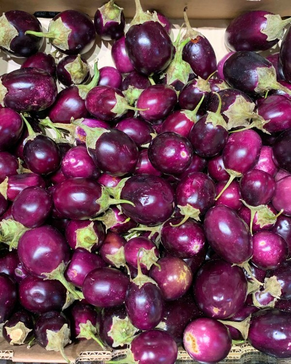 Baby Eggplant Purple Round Thai / Indian Heirloom 50+ seeds 100% Organic USA