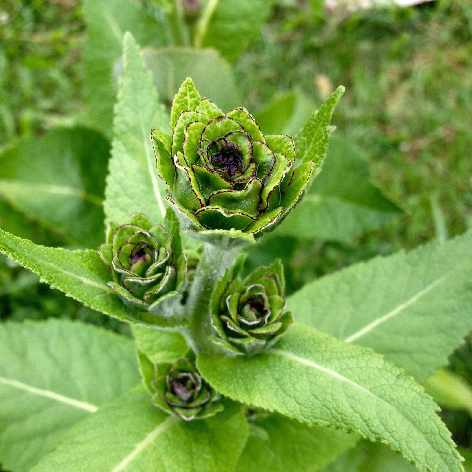 Elecampane Seeds (Inula helenium) ~Traditional Herb Perennial Pollinator Garden