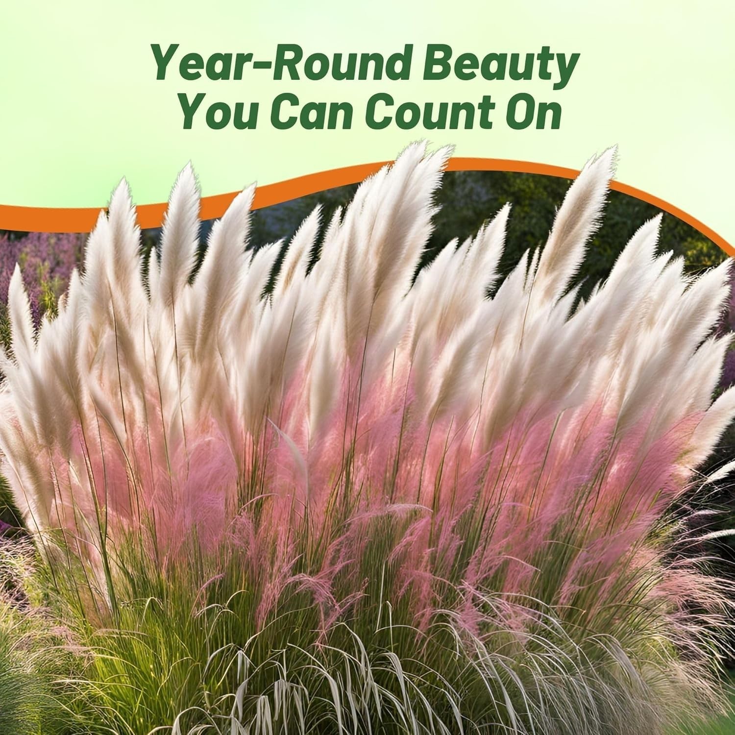 Mix Pampas Grass Seeds – 1,000 Pcs. Perennial, Drought-Tolerant Ornamental Gr…