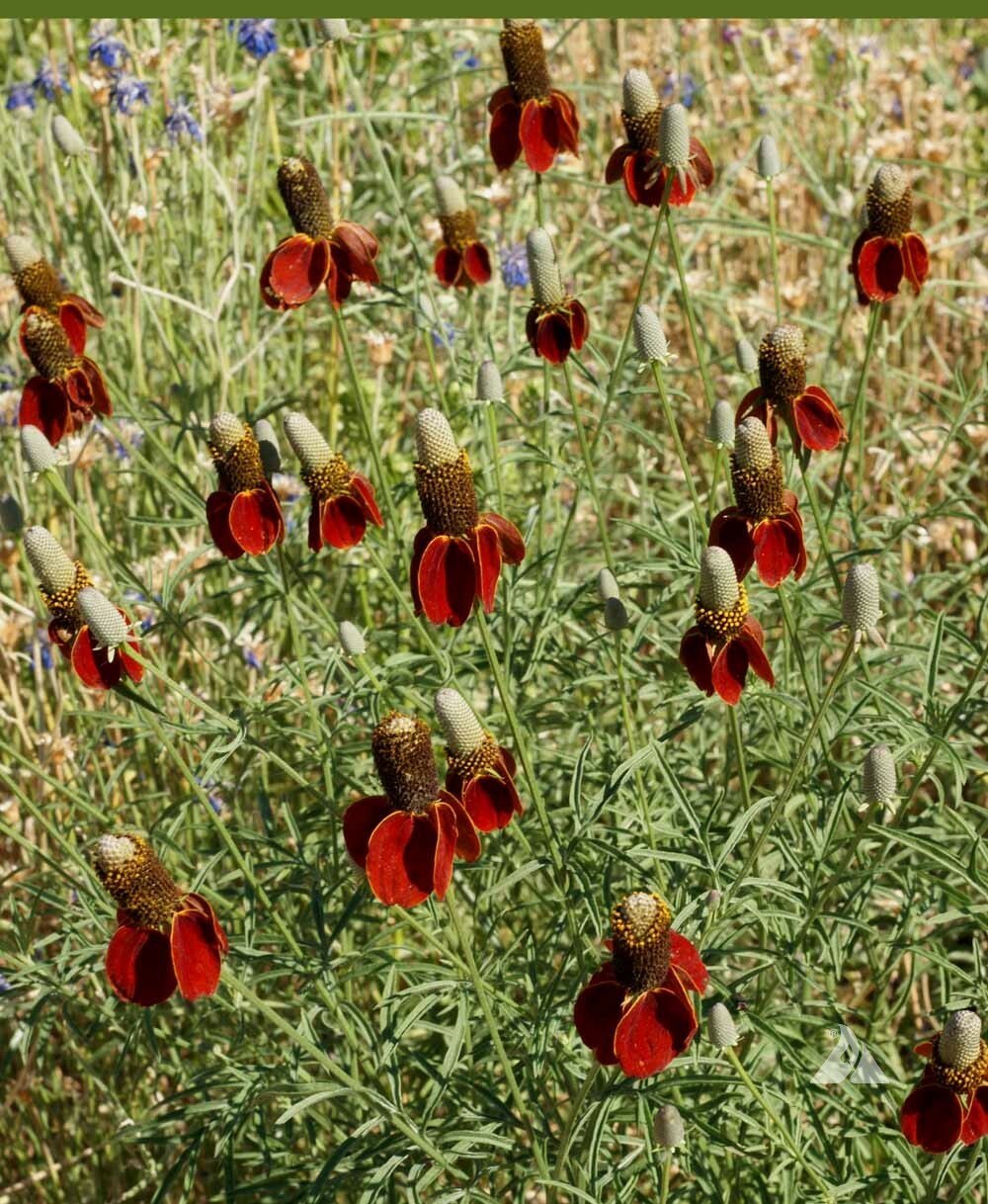 Coneflower DWARF RED Pollinators Meadow Wildflower Non-GMO Perennial 500 Seeds