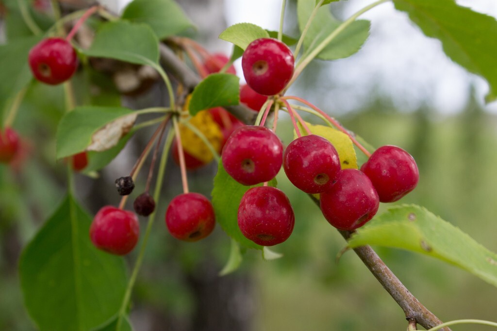 Siberian Crab Apple Tree | Premium Seeds | Malus baccata ‘Spring’ | Plants’®
