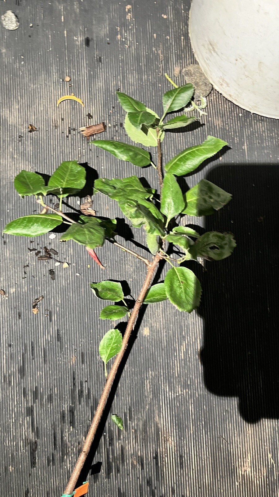 Sorbopyrus, ‘Shipova’ ancient pear hybrid 18-24” tall grafted dwarf plant