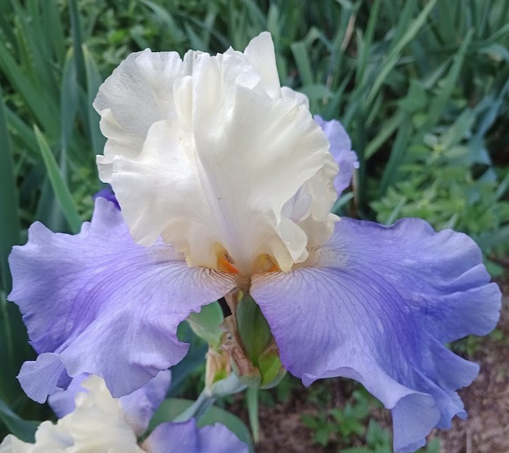 (4) TALL BEARDED IRIS RHIZOME RANDOM MIX BEAUTIFUL FLOWERS ROOT GARDEN PLANTS