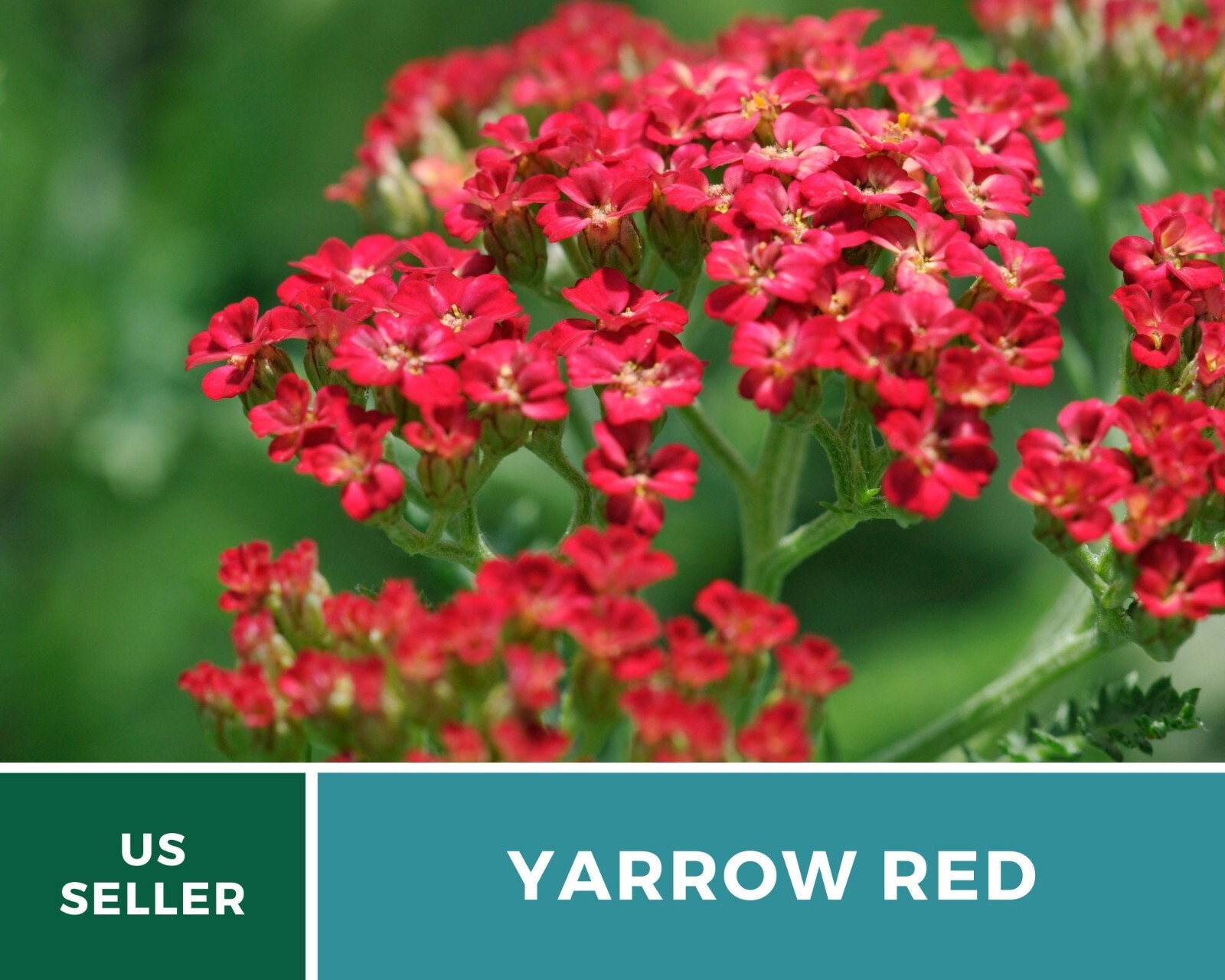 Yarrow, Red – Heirloom Seeds – Medicinal Herb – Pollinator Friendly