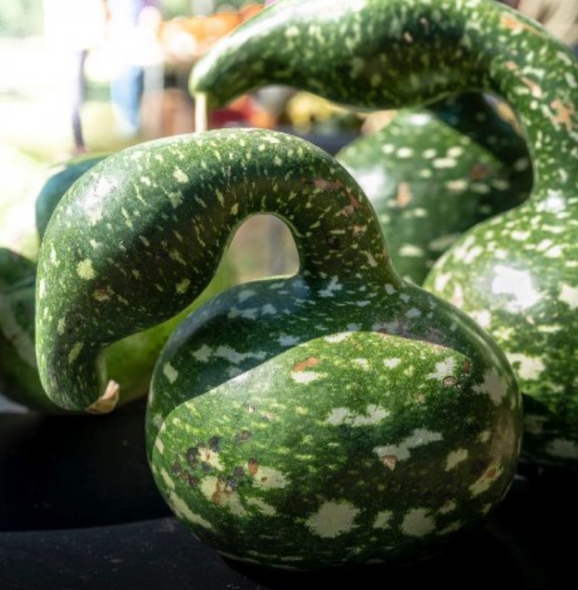 Gourd SPECKLED SWAN Large Birdhouse Decorative Arts & Crafts Non-GMO 15 Seeds