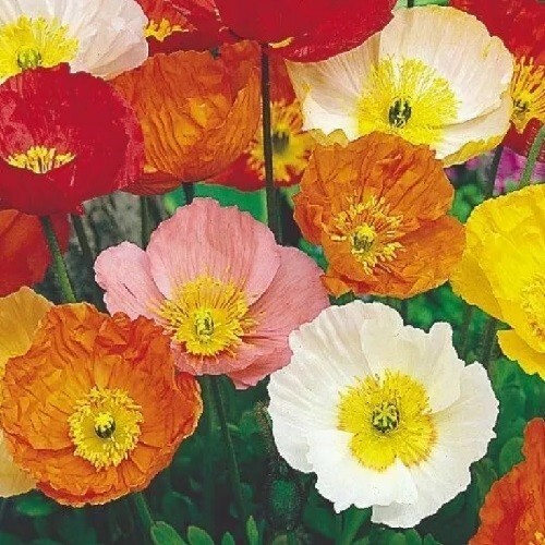Poppy Seeds For Planting 20,000+ Icelandic Mixed Color Poppies Fast US Shipping