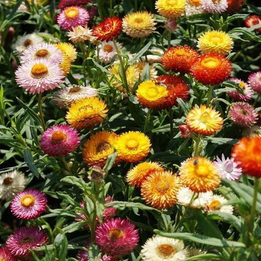 STRAWFLOWER DWARF Mixed Dried Flowers Cut Flowers 18″ Tall Non-GMO 500 Seeds!
