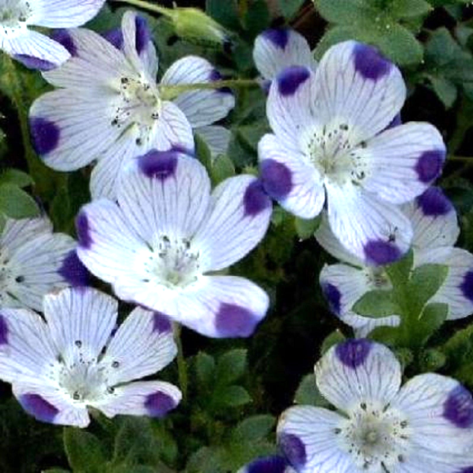 five spot, UNUSUAL EYE-CATCHING purple flower 125 seeds GroCo BUY 15=SHIPS FREE