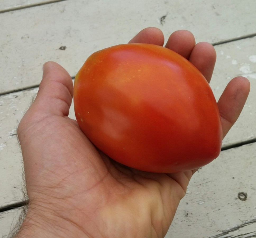 100 Heirloom Amish Paste Tomato Seeds – Dense&Meaty With Few Seeds Indeterminate
