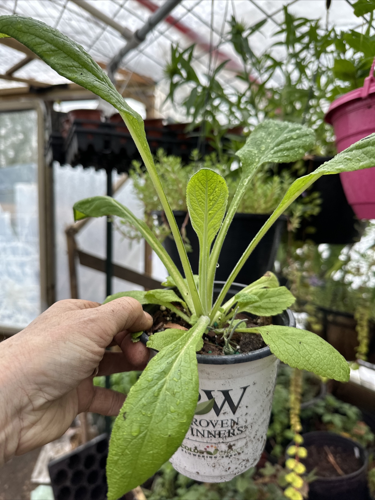 Foxglove Live Potted Plant Digitalis Flower Deer Resistant