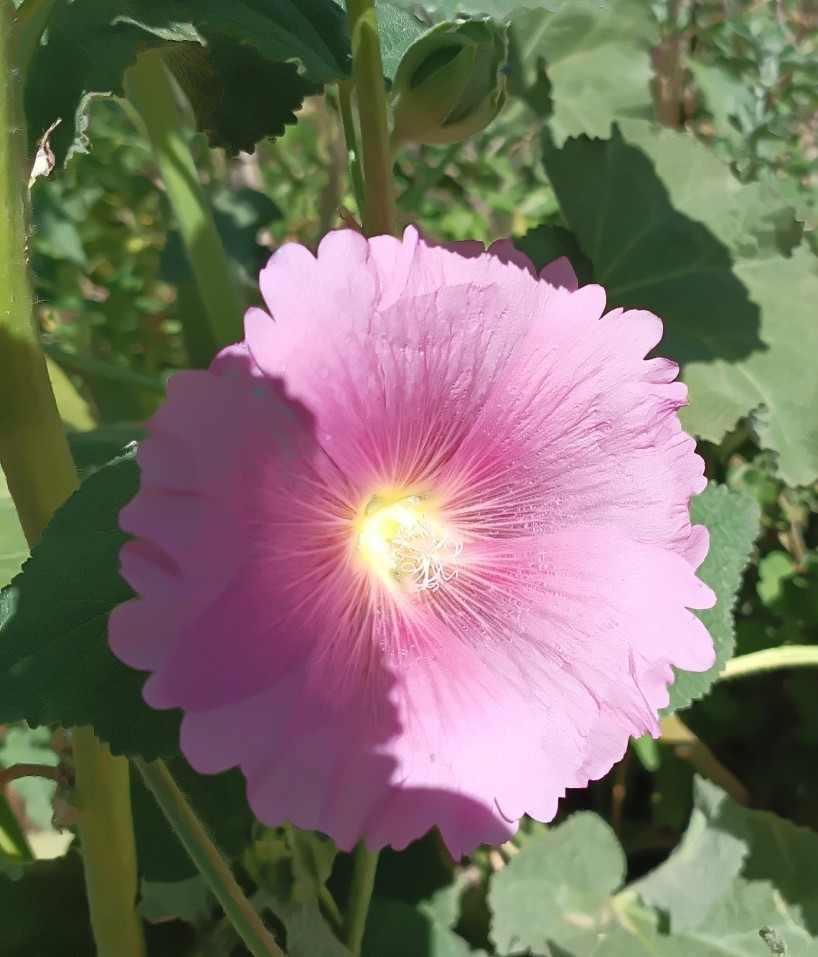 Light Pink Hollyhock – (100+) Seeds 1.5 g.