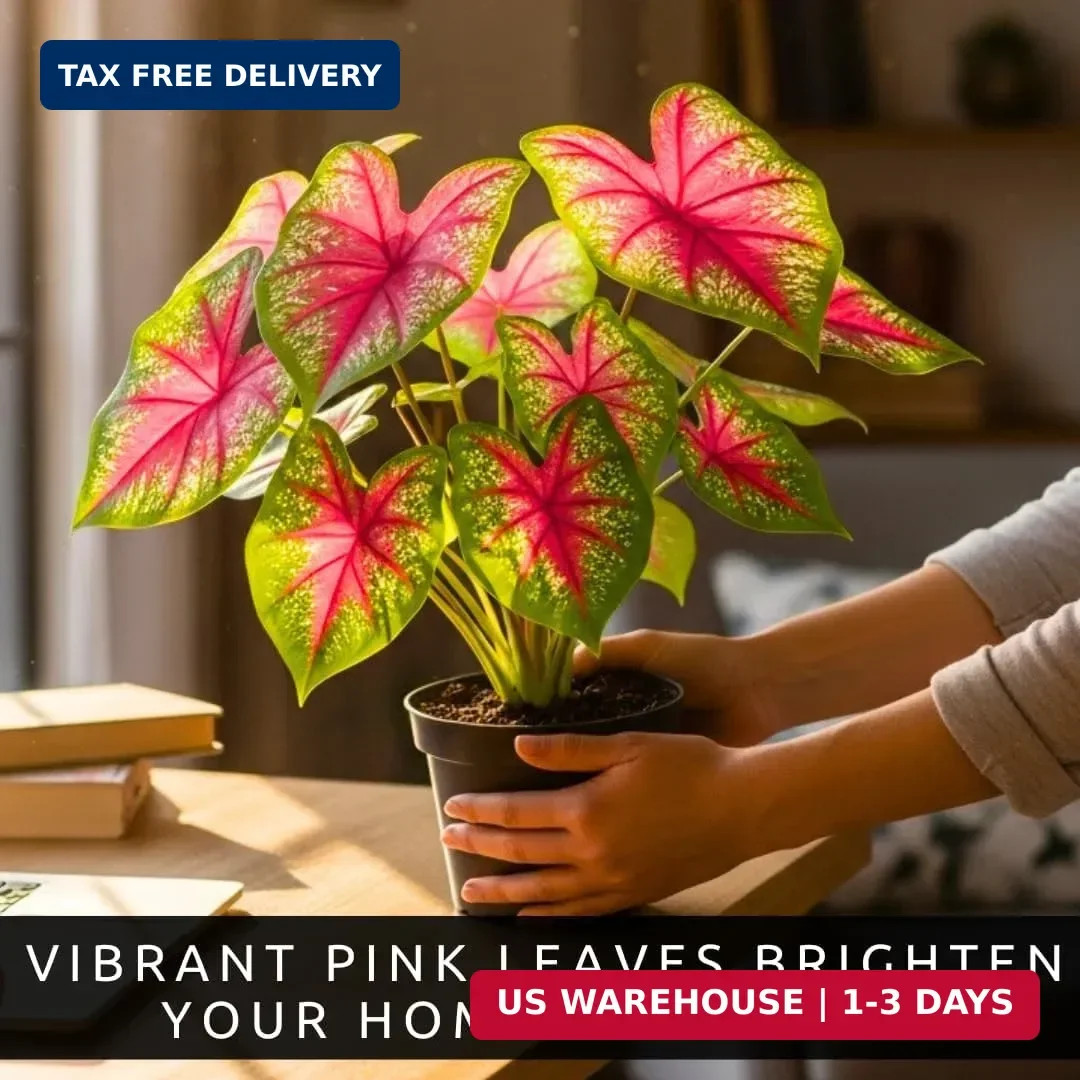 Pink Princess Caladium Bulbs for Planting – Vibrant Pink & Green Spotted Leaves,