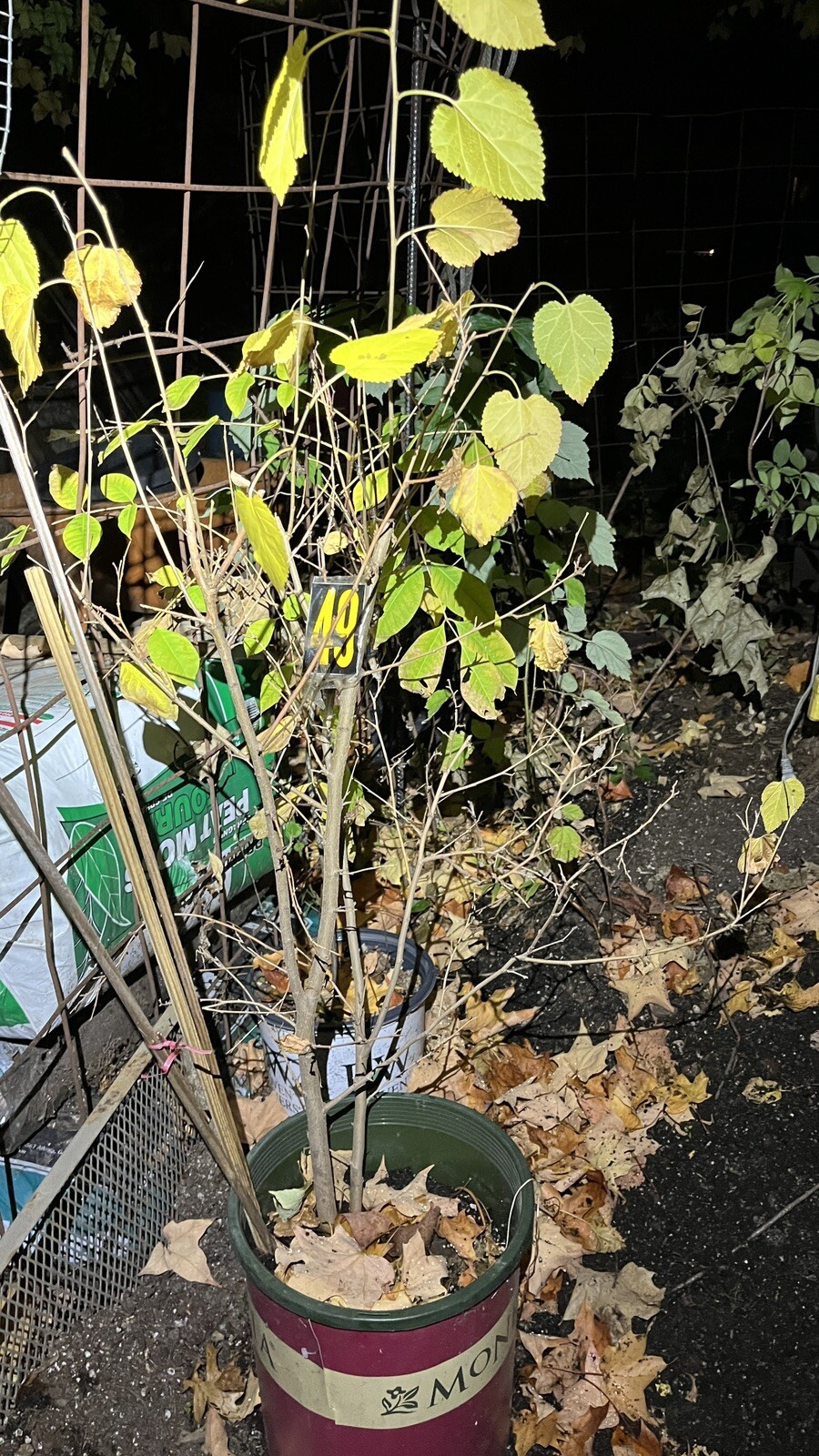 Exact Plant #49, Black mulberry 3-4 year old plant, bare root, 36-45” Tall