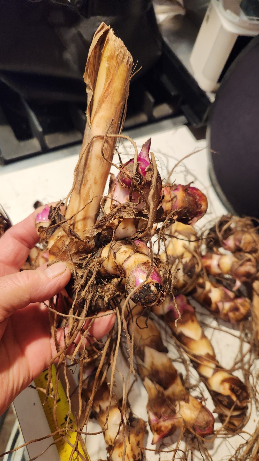 Huge, 12-15 ‘ Red Canna Lily 12 Total Rhizomes