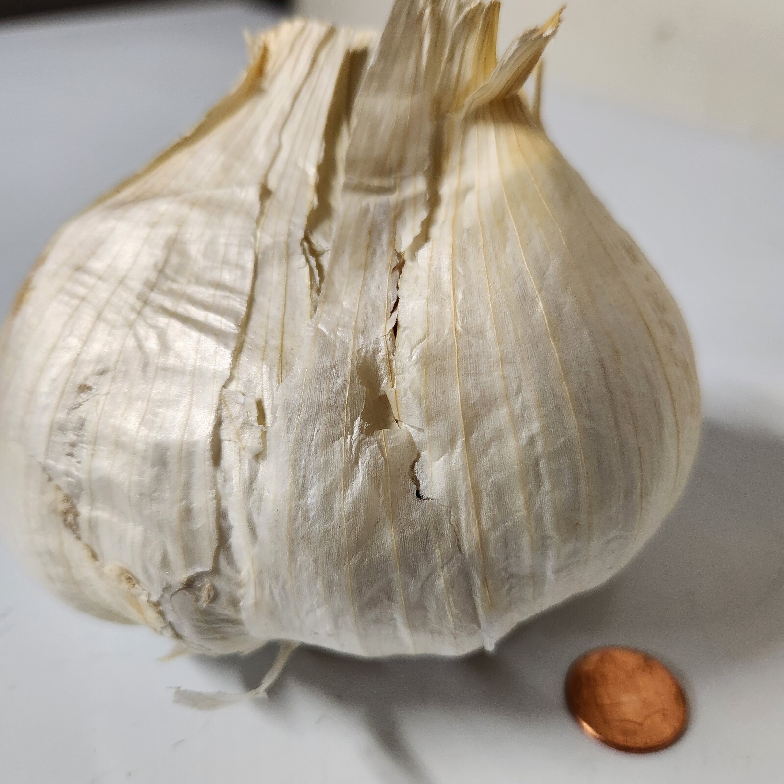 Garlic, Elephant Garlic Cloves Fresh harvest 4 Cloves for Fall & Spring Planting