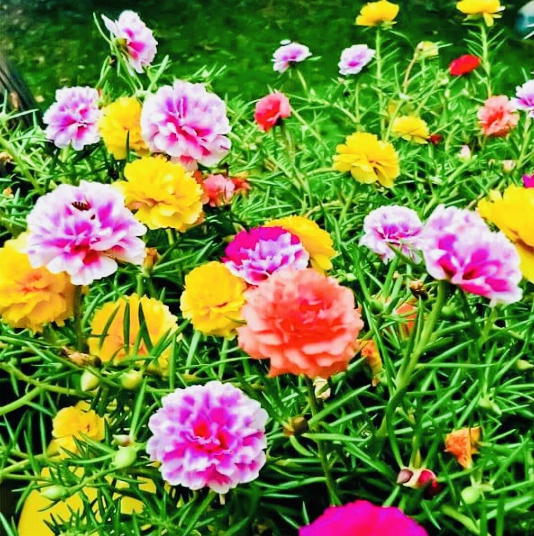 300+ MOSS ROSE DOUBLE FLOWER MIX SEEDS OPEN POLLINATED HEIRLOOM FRESH HARVEST