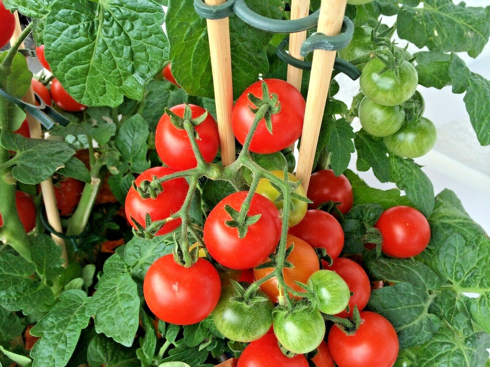 101+CHERRY TOMATO Seeds Organic Heirloom Vegetable Garden Patio Container Easy