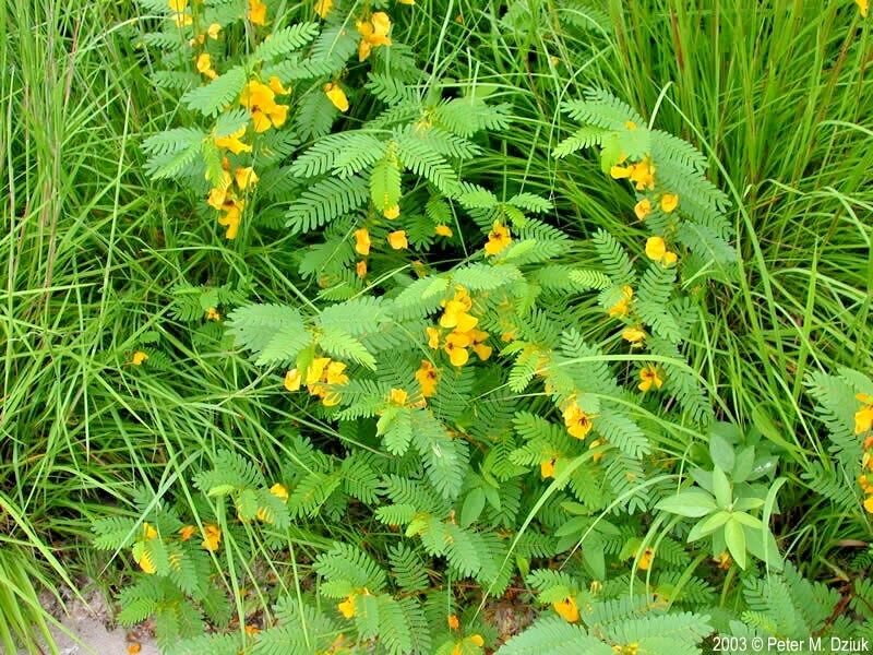 200+ PARTRIDGE PEA Seeds Native Wildflower Fall Food Source Turkey Deer Birds