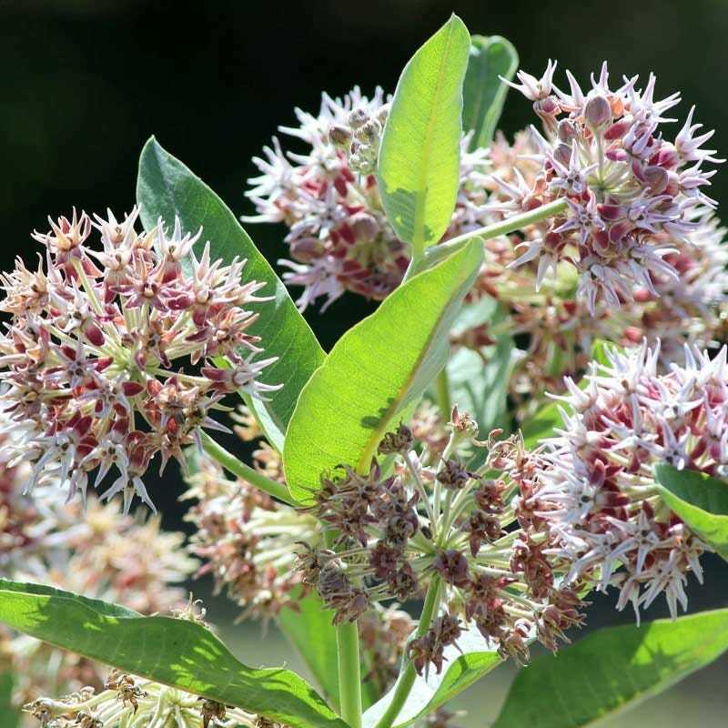 Milkweed SHOWY Perennial Asclepias Monarch Butterfly Host Plant 50 Seeds!