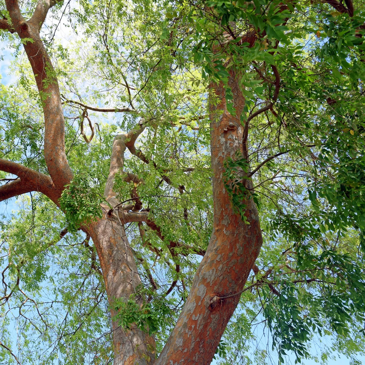 50 Chinese Elm Tree Seeds Ulmus Parvifolia Lacebark Bonsai Fast Growing