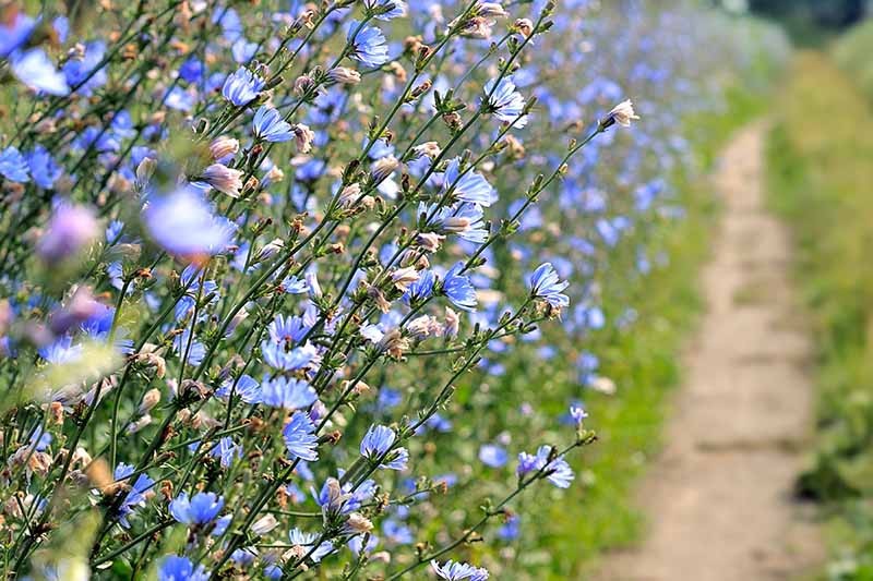 Chicory Flower Seeds Cichorium intybus. FREE SHIPPING!