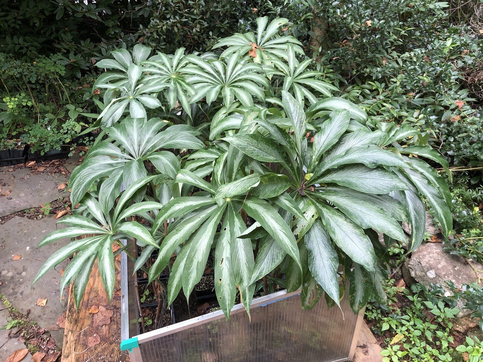 10 ARISAEMA CONSANGUINEUM ‘Silver Center’ Seeds-Himalayan Cobra Lily