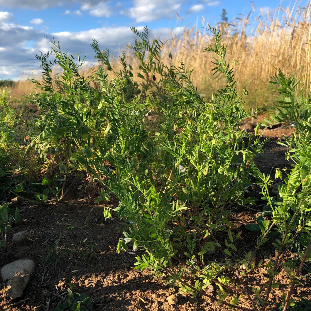 Black Beluga Lentil Seeds (50) / Bush / DELICIOUS / Rare