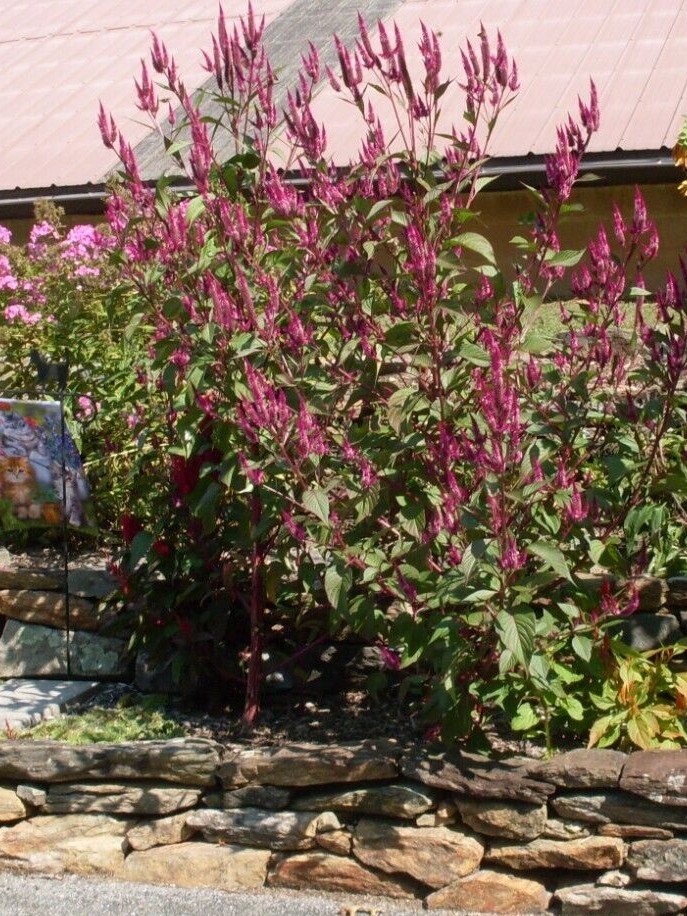 Fuchsia Purple Celway Celosia (300+ Seeds)