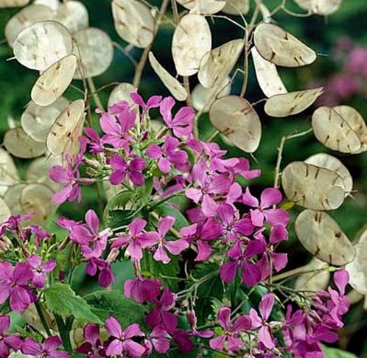 Money Plant Seeds, Violet, Silver Dollar Plant, Lunaria, Honesty, Heirloom 50ct
