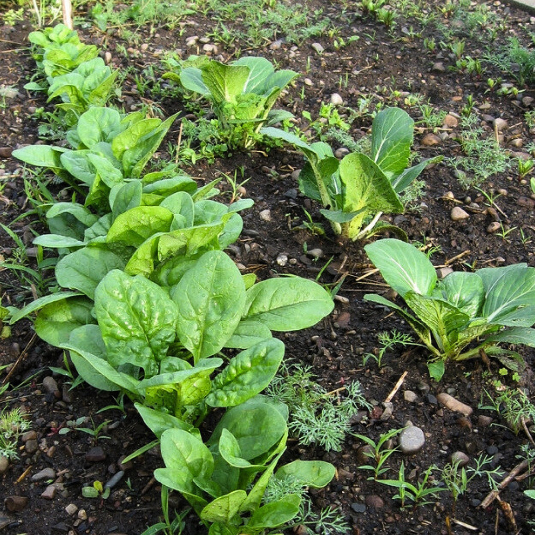 Fresh Premium Bloomsdale Spinach Seeds | Heirloom Non-GMO | Vegetable Seeds