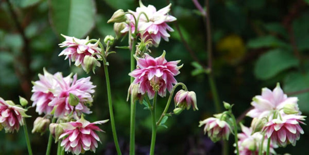 Columbine Nora Barlow – 100 Seeds – Double Pink Blooms!! Aquilegia Vulgaris